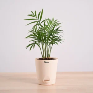 Bamboo Palm Plant