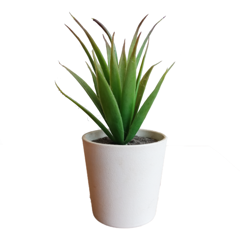 —Pngtree—succulents in white pots_6944578